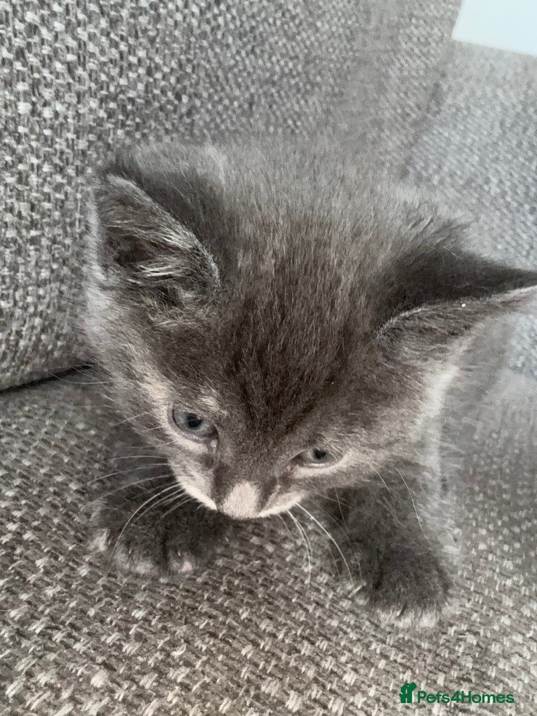 Maine Coon cats for sale: Beautiful Maincoon mix  - Image 15