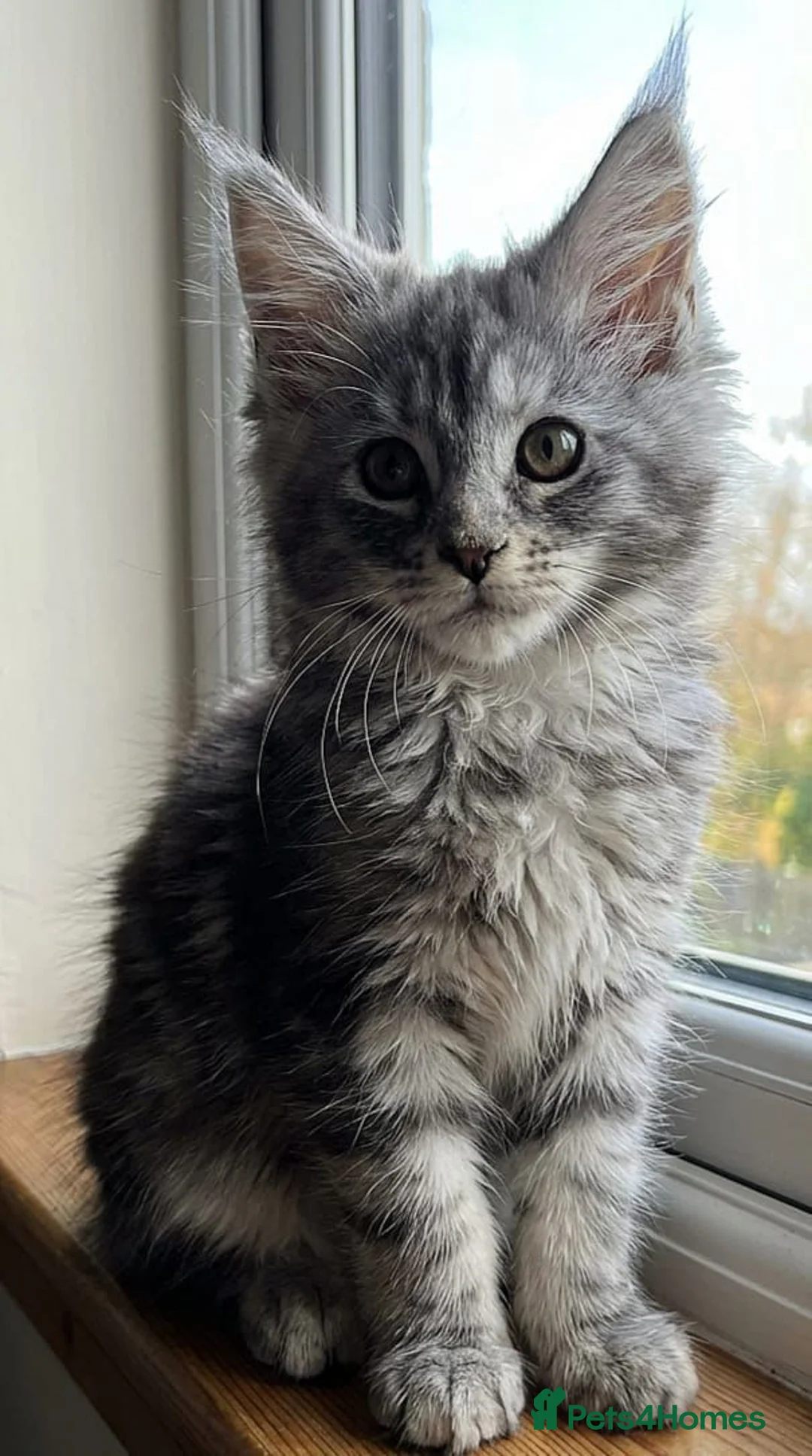 Maine Coon cats for sale: Pedigree Maine Coon kittens - Advert 2