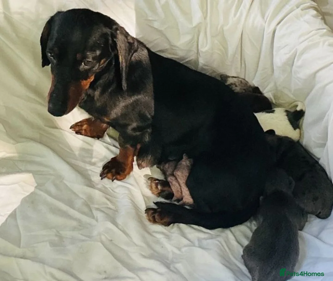 Miniature Dachshund dogs for sale: Miniature dachshund puppies ready now  - Advert 6