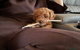 Cavapoo dogs for sale: Lovely cavapoo girl - Image 4