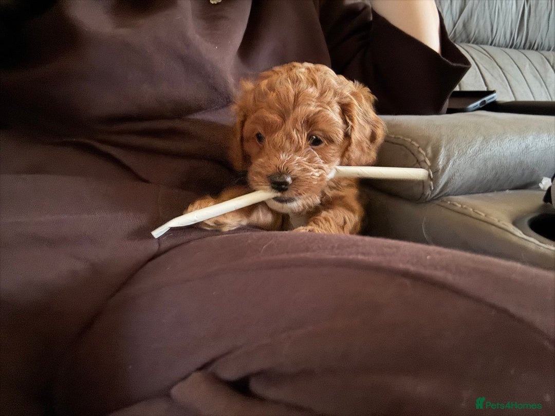 Cavapoo dogs for sale: Lovely cavapoo girl - Image 4