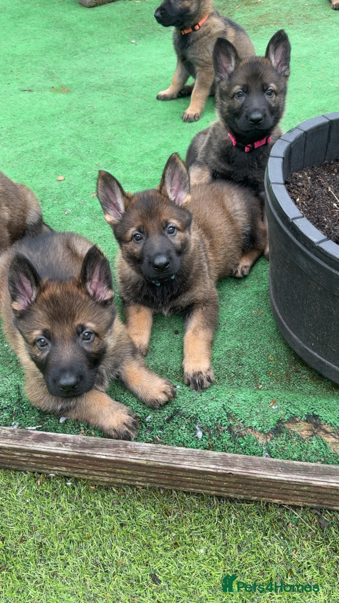 German Shepherd dogs for sale: 4 rare female German shepherd pups kc reg working  - Advert 1