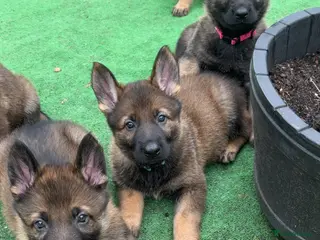 German Shepherd dogs 4 stunning German shepherd pups kc reg working - Advert 1