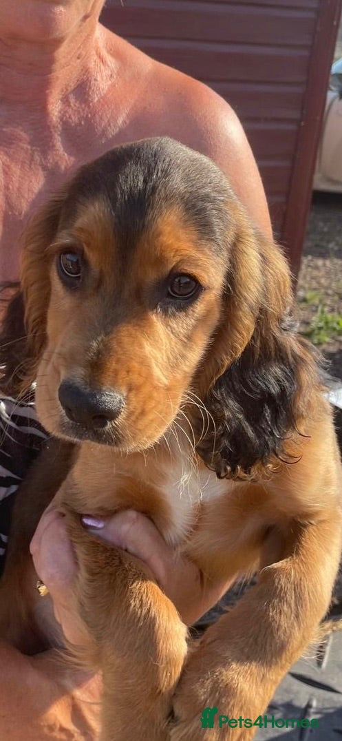Cocker Spaniel dogs Cocker spaniel pup - Advert 1