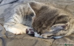 Maine Coon cats for sale: Main coon/ British short hair mix - Image 9