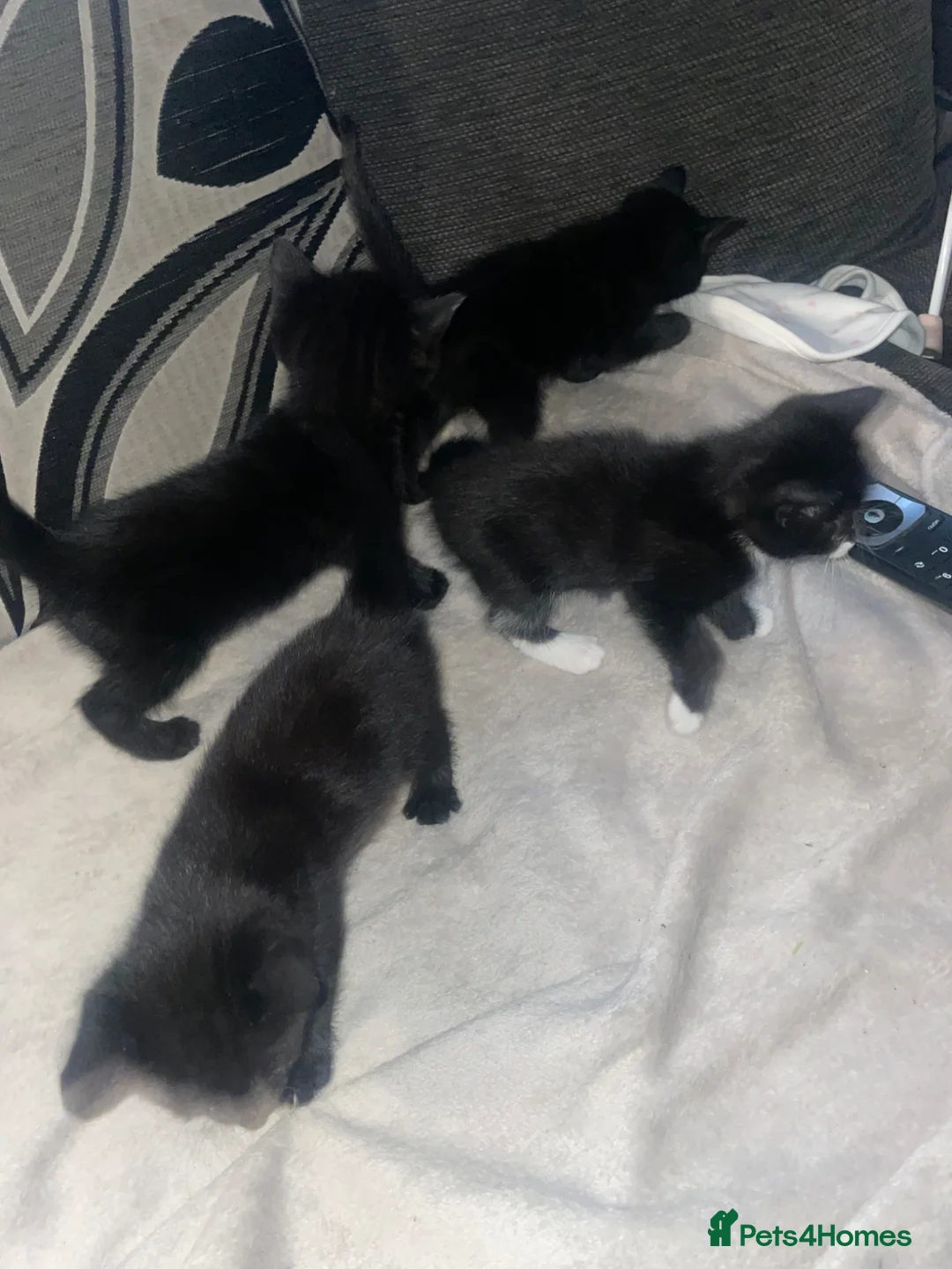 Mixed Breed cats for sale: 4 kittens for sale in Bolton - Advert 2