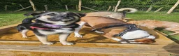 Mixed Breed dogs for adoption: Rocky for adoption in Hastings - Advert 4