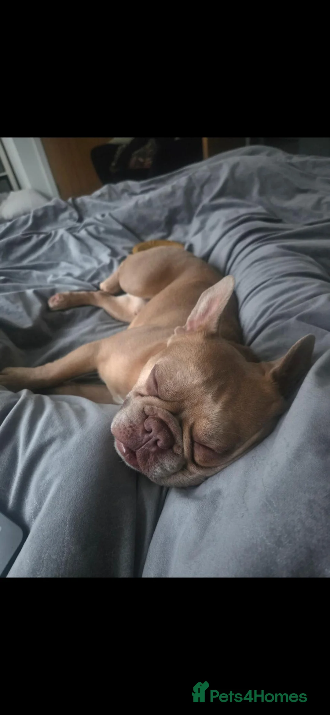 French Bulldog dogs for sale: 3 YEAR OLD MALE FRENCH BULLDOG - Advert 21