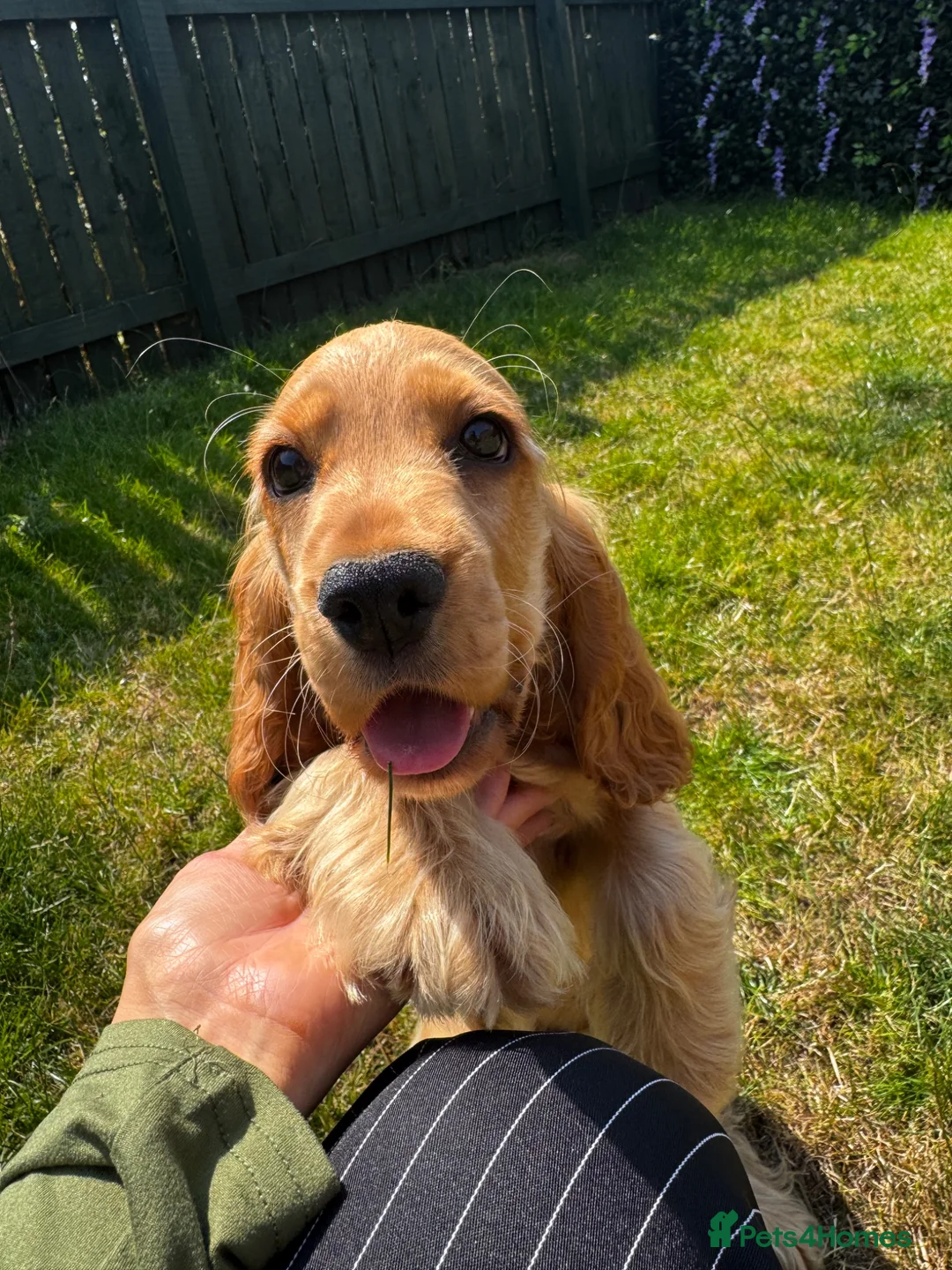 Cocker Spaniel dogs for sale: Stunning Golden KC Registered Show Cocker  - Advert 1