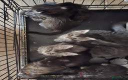 Maine Coon cats for sale: Maine coon purebred pedigre xl active in Barnsley - Image 1
