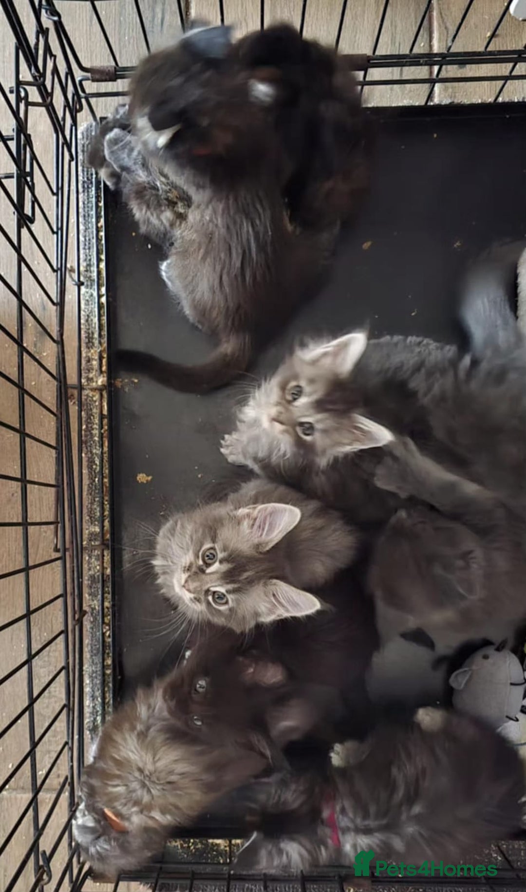 Maine Coon cats for sale: Maine coon purebred pedigre xl active in Barnsley - Image 1