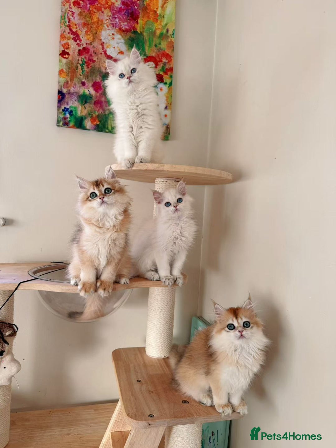 British Longhair cats for sale: Stunning Golden British Longhair Kittens - Advert 3