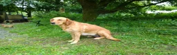Goldador dogs for sale: Golden retriever Labrador cross  in Glasgow - Advert 12