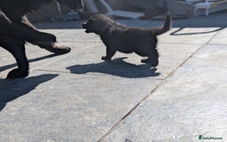 German Shepherd dogs for sale: Gorgeous German Shepherd Puppies - Image 19