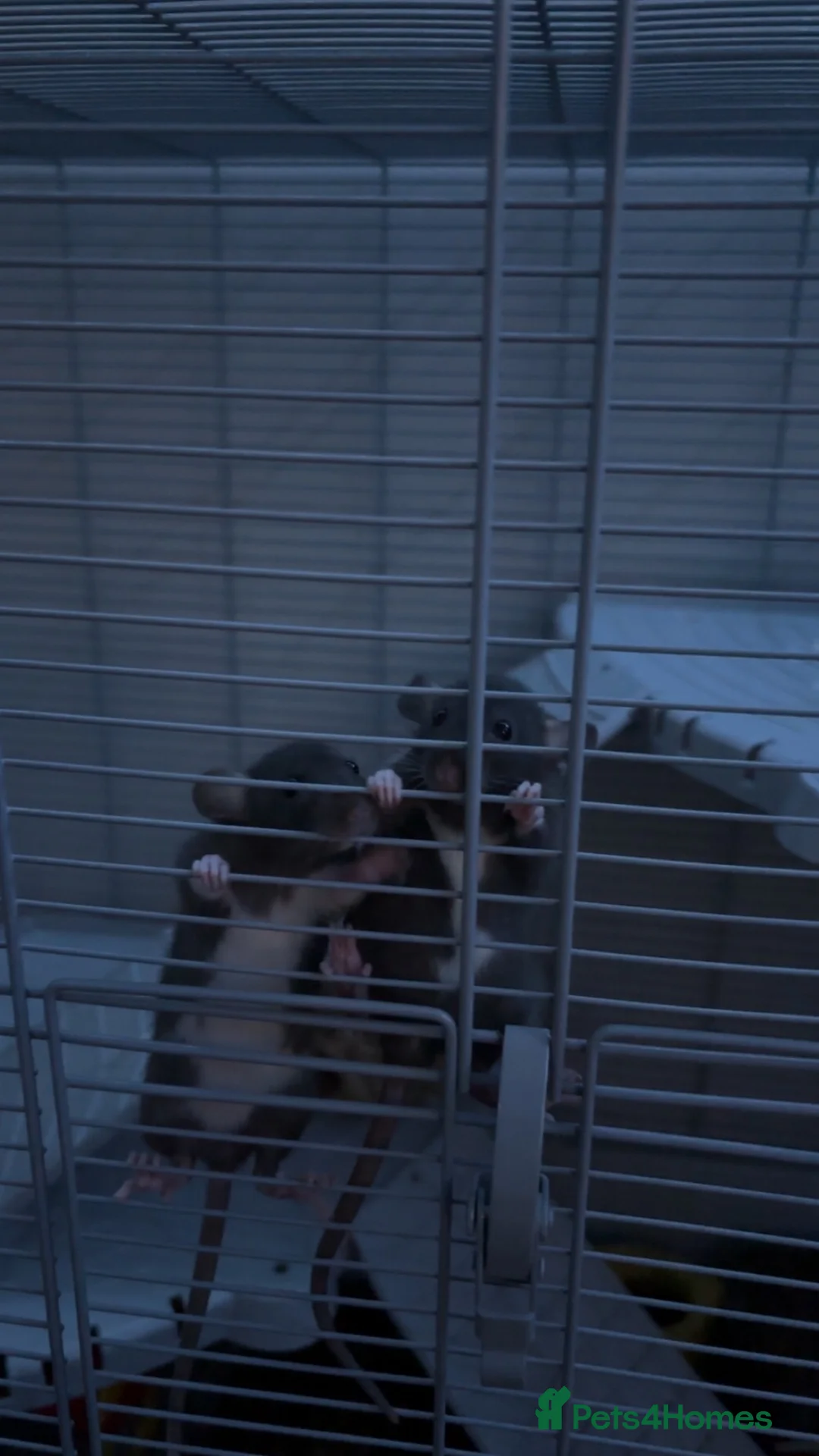 Rat rodents for sale: 2 female rats and cage for sale  in Gosport - Advert 7
