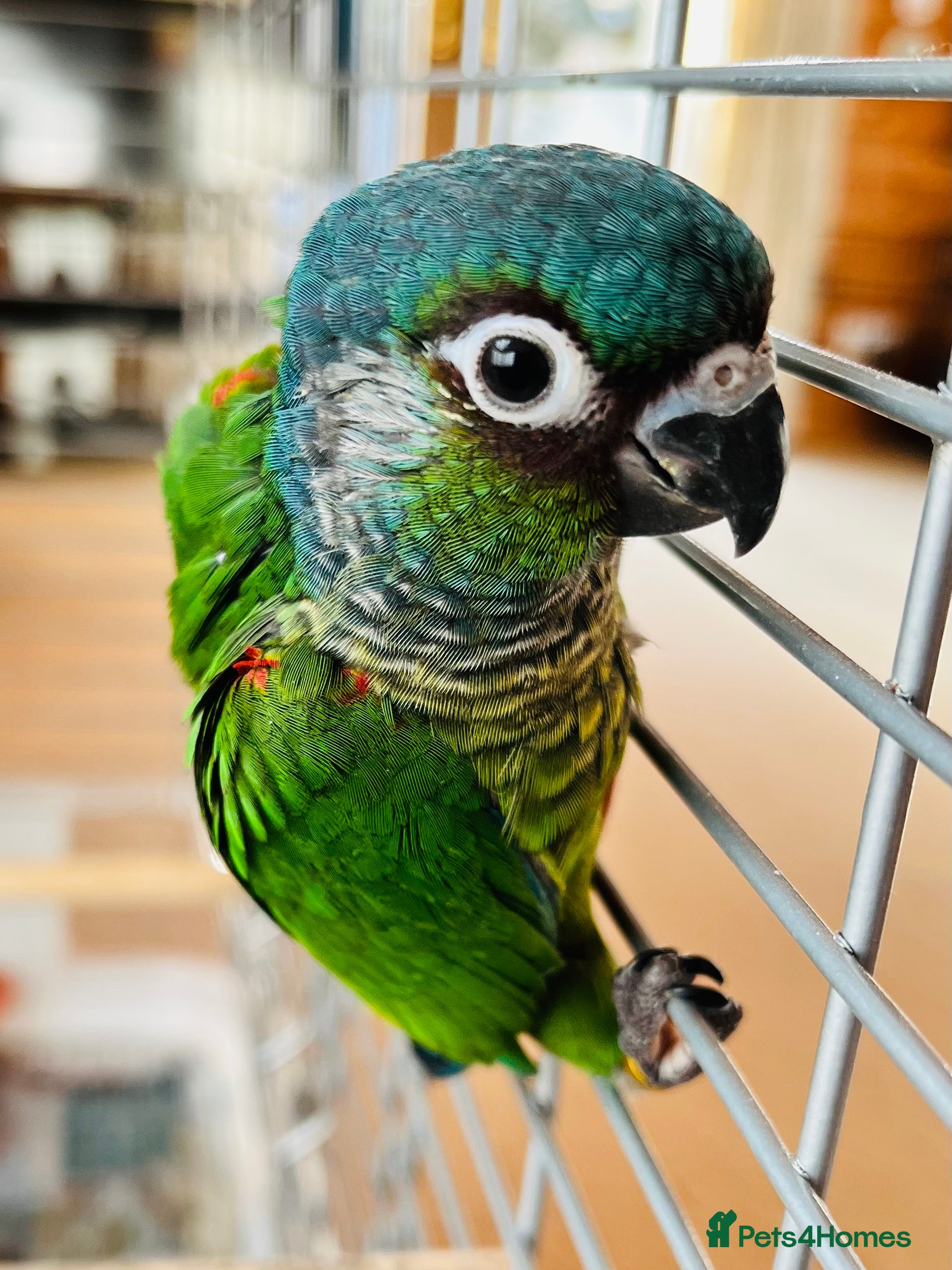 Conures birds ‘Hand-Reared’ Emma & Green Cheeked Conure Chicks  - Advert 1
