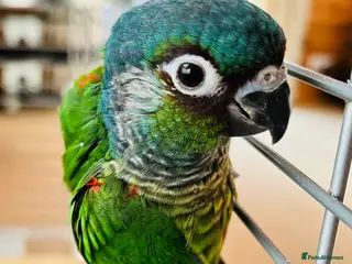 Conures birds ‘Hand-Reared’ Emma & Green Cheeked Conure Chicks - Advert 1