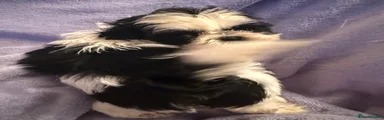 Shih Tzu 4