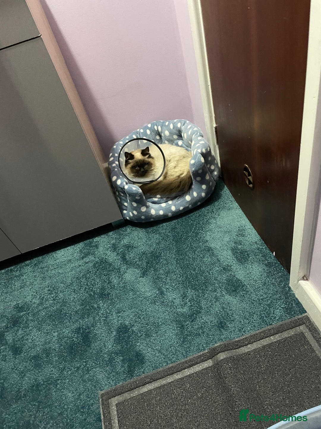 Ragdoll cats for sale: BonBon looking for his forever home  - Advert 8