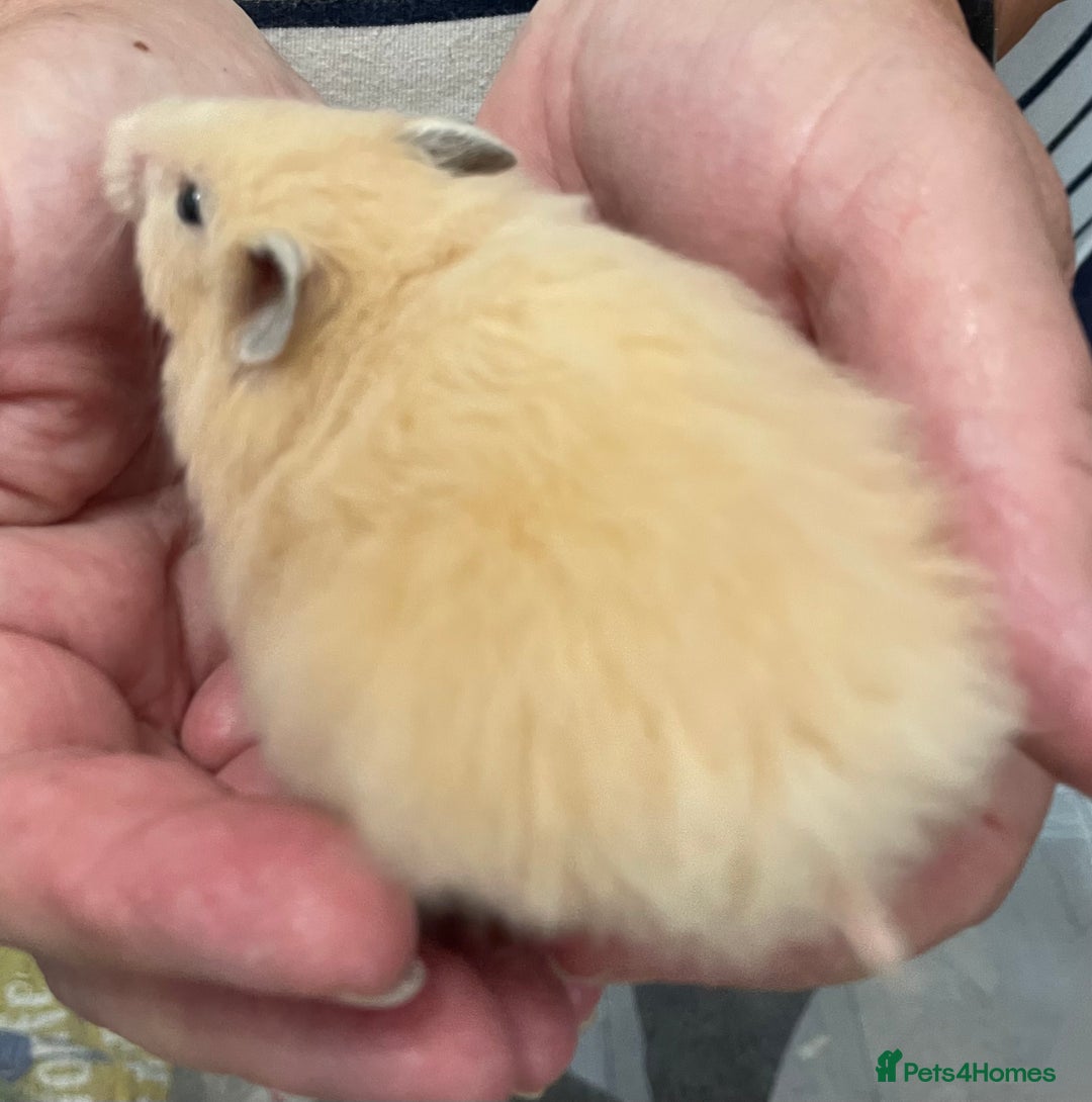 Hamster rodents for sale: Baby Syrian hamsters from show stock  - Image 22