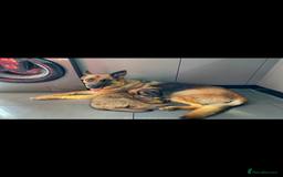 German Shepherd dogs for stud: FOR STUD ONLY (Odin) German Shepard  in Doncaster - Image 10