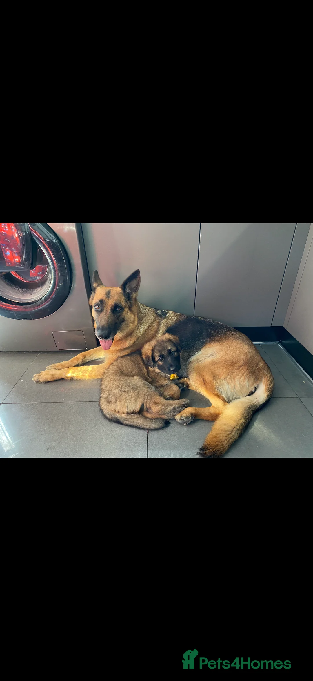 German Shepherd dogs for stud: FOR STUD (PROVEN)  in Doncaster - Advert 14