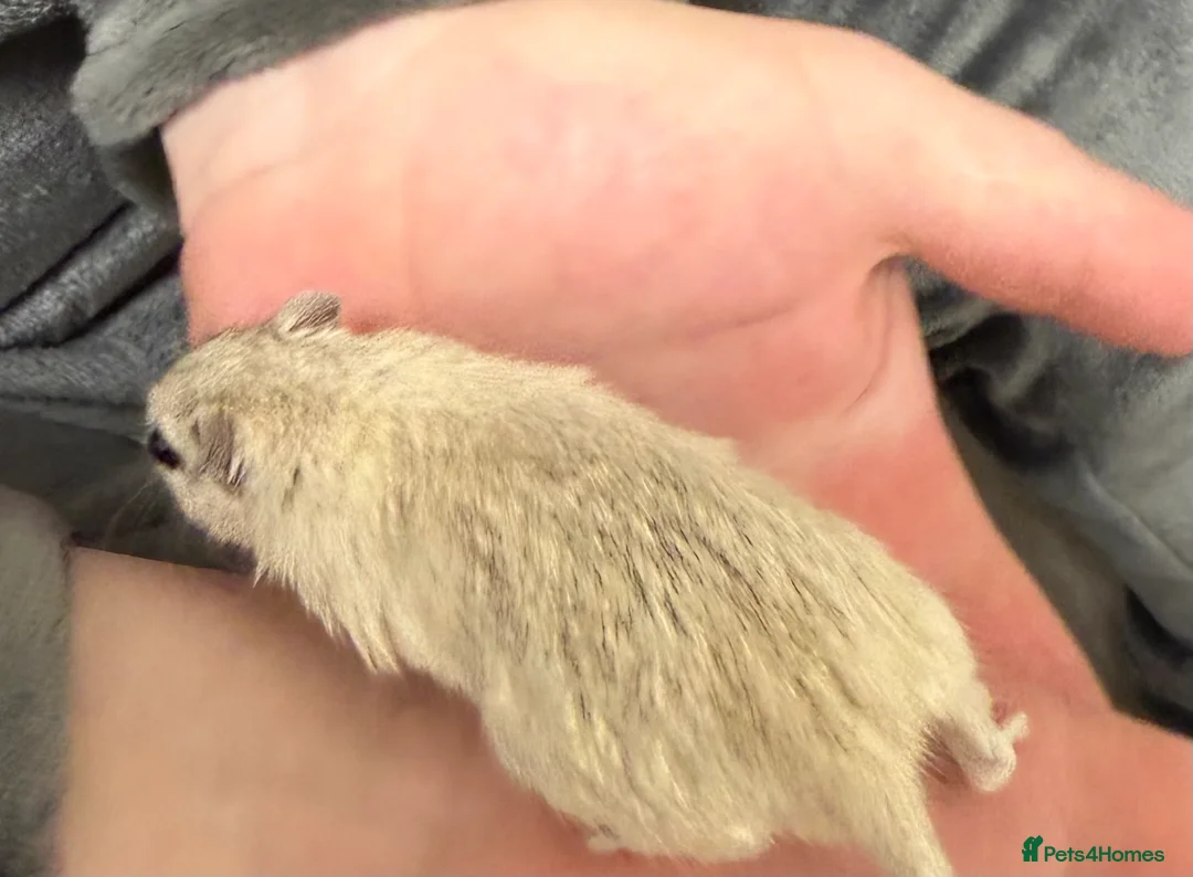 Gerbil rodents for sale: 2 bonded brothers hand tamed 20 pound each  - Advert 15