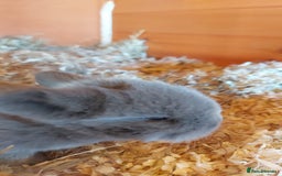 Mini Lop rabbits for sale: Gorgeous 💙purebred mini lop bunnies💙  - Image 12