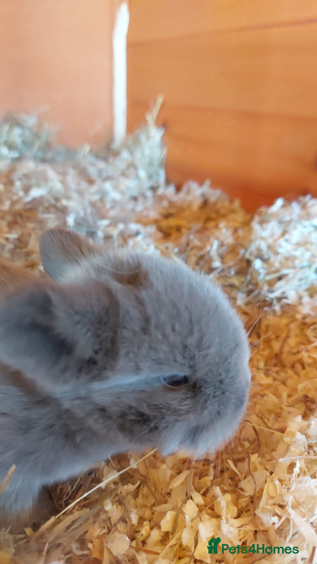 Mini Lop rabbits for sale: Gorgeous 💙purebred mini lop bunnies💙  - Image 12