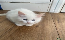 Ragdoll cats for sale: Ragdoll Kittens  - Image 9