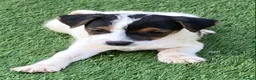 Jack Russell dogs for sale: Jack Russell puppies  - Advert 11