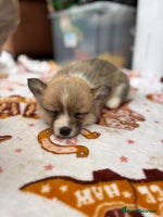 Welsh Corgi Pembroke dogs - Advert 2