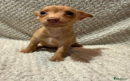 Jack Russell dogs for sale: Jack Russell puppies (JUST 1 LEFT) (LUNA) - Image 10