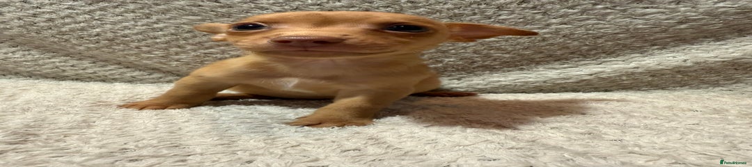 Roo