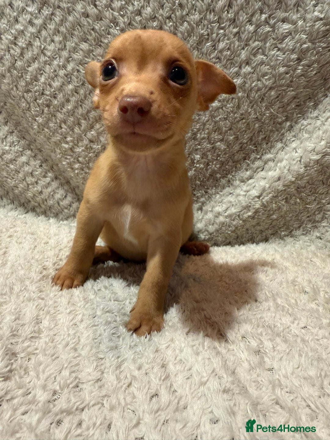 Jack Russell dogs for sale: Jack Russell puppies (JUST 1 LEFT) (LUNA) - Image 10