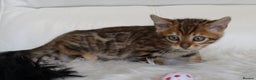 Bengal cats for sale: Beautiful Bengal kittens - Advert 2