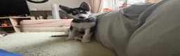 Siberian Husky dogs for sale: Adorable Siberian huskies (Artic Dreams) - Advert 18