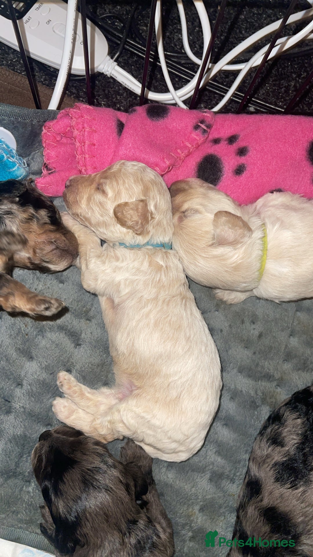 Mixed Breed dogs for sale: Cavapoochon X cockapoo - Image 18