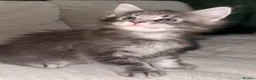 Maine Coon cats for sale: Maine Coon kittens from champion lines  - Advert 14