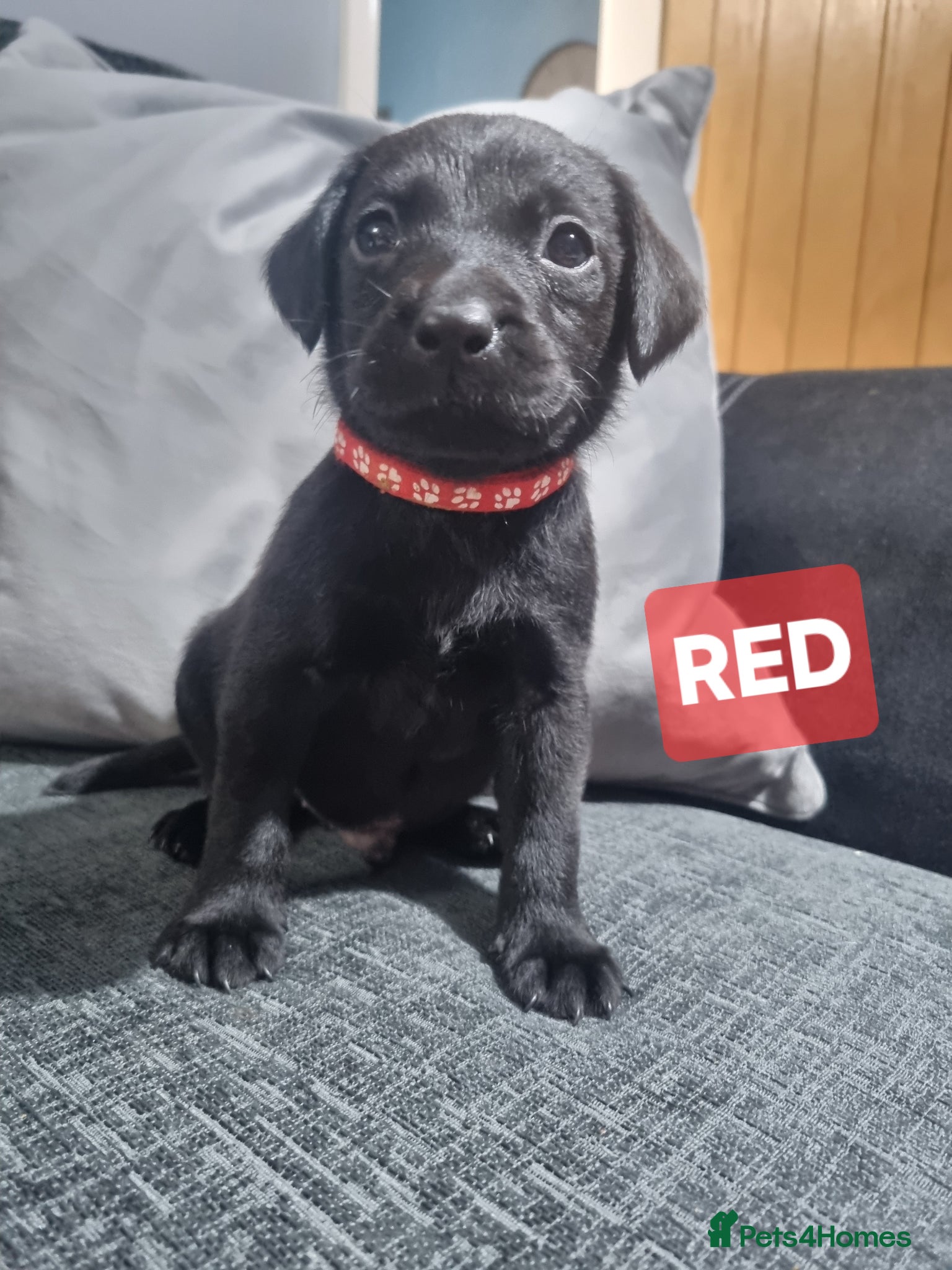 Labrador Retriever dogs ⭐️*LABRADOR PUPS FOR SALE! X7 LEFT!*⭐️ RTG 18/04 - Advert 2