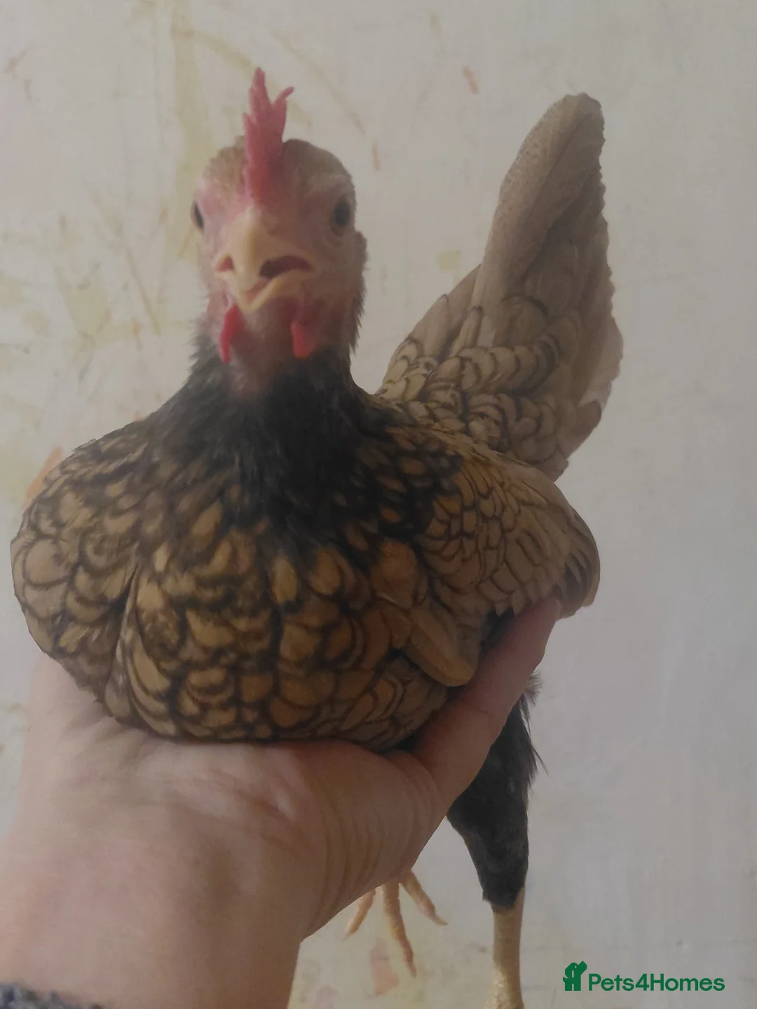 Chickens poultry for sale: Serama Chickens  - Advert 4