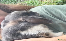 Mini Lop rabbits for sale: 3 mini lop bucks for sale  - Image 11