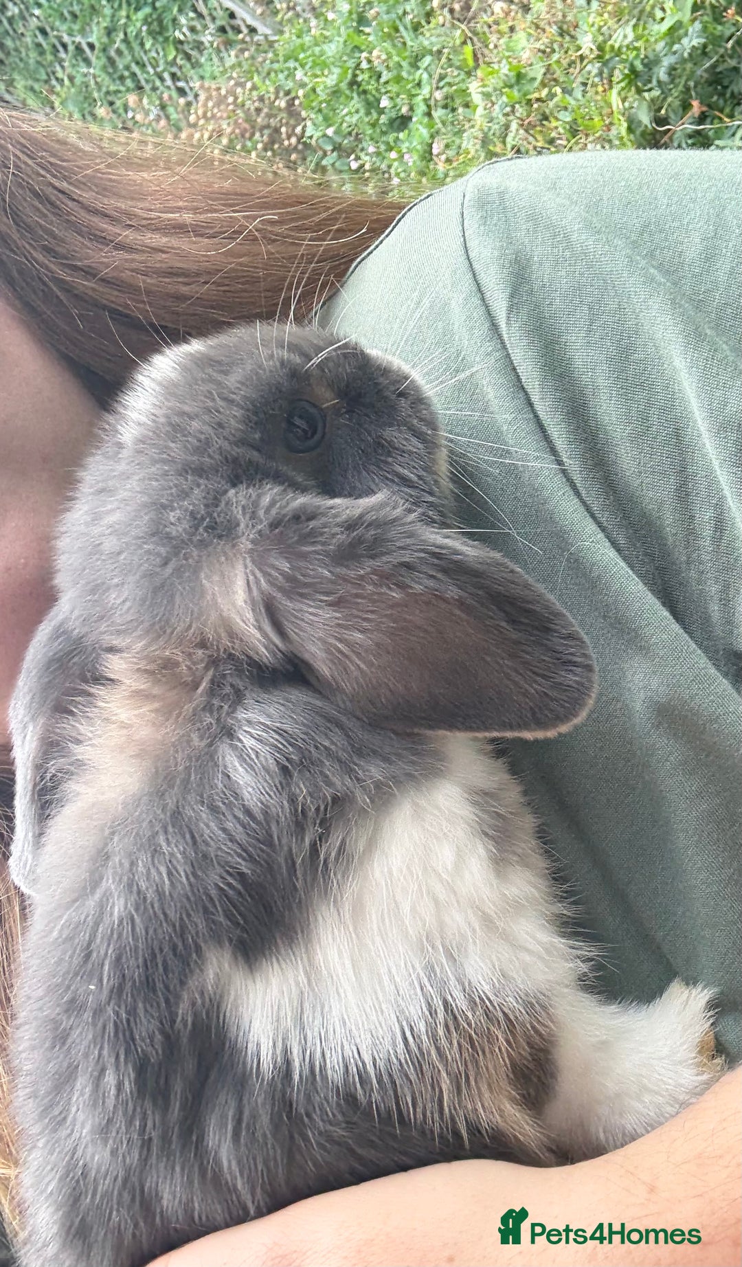 Mini Lop rabbits for sale: 3 mini lop bucks for sale  - Image 11