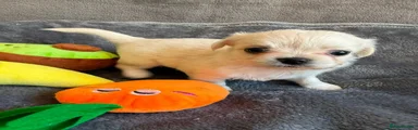 Chihuahua 4