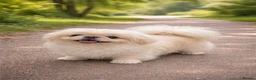 Pekingese dogs for sale: Exclusive Pekingese - Advert 6