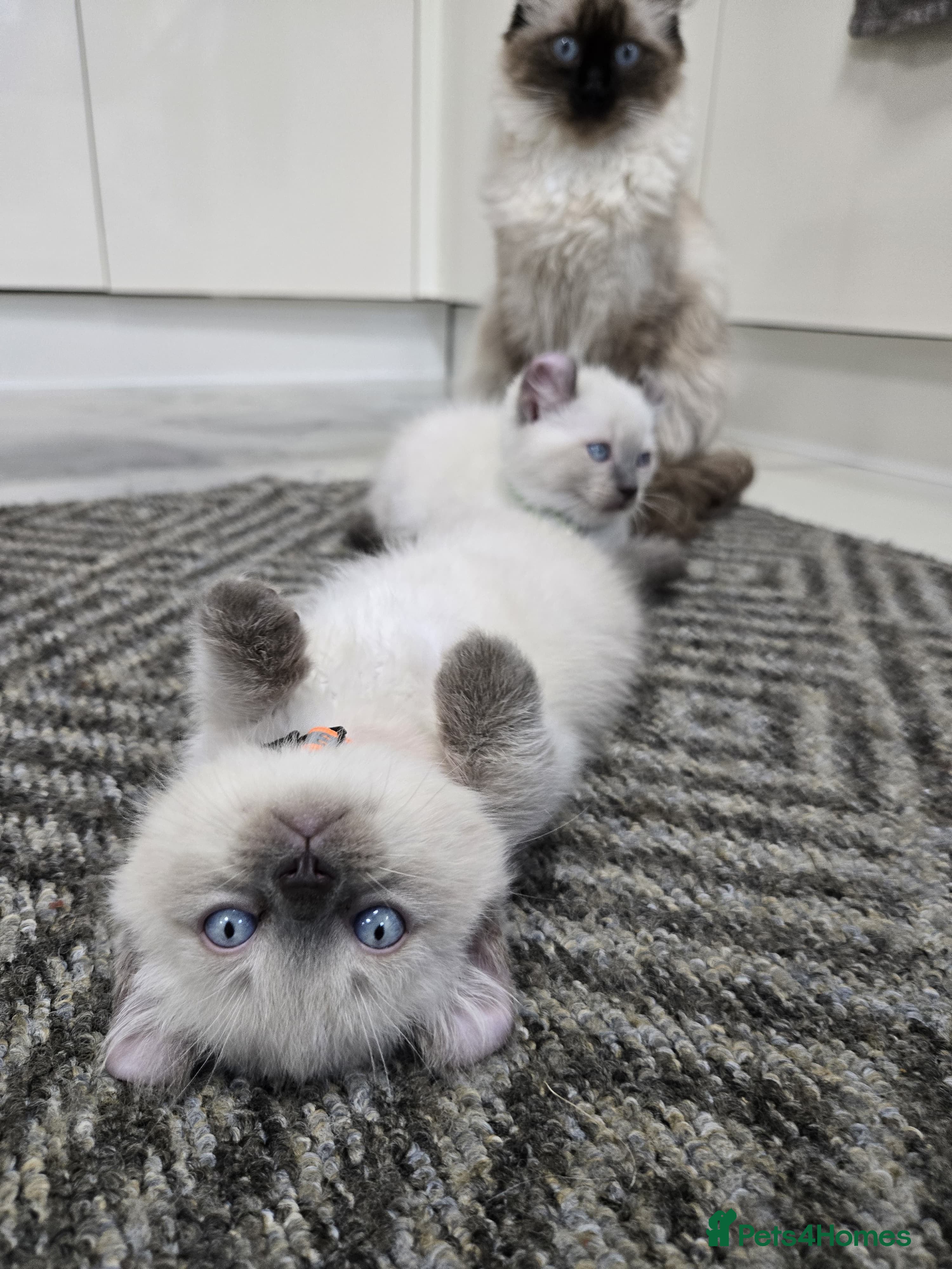 American Curl cats RARE, Unique, Affectionate American Curl Kittens!  - Advert 1