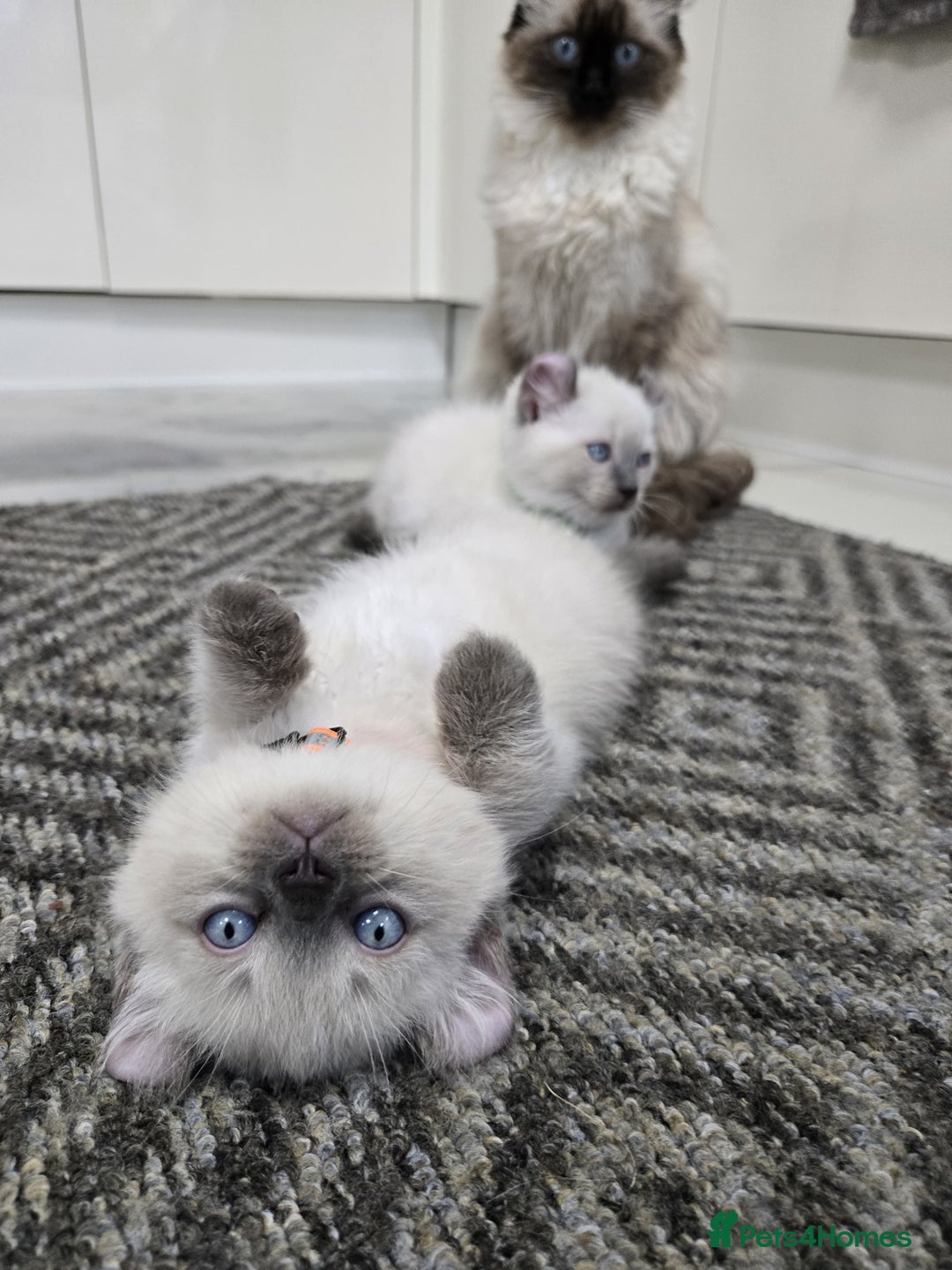 American Curl cats for sale: RARE, Unique, Affectionate American Curl Kittens!  - Advert 1