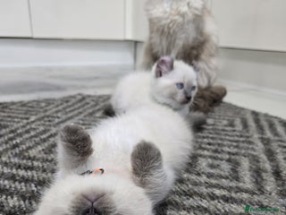 American Curl cats RARE, Unique, Affectionate American Curl Kittens! - Advert 2