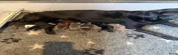 Labrador Retriever dogs for sale: Health Tested KC Registered Labrador Pups - Advert 19