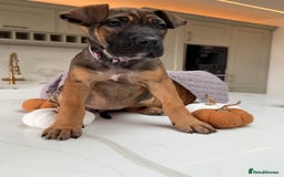 Cane Corso dogs for sale: Beautiful Cane Corso Puppies - Advert 32